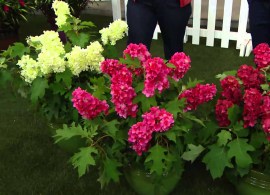 ruby slippers dwarf oakleaf hydrangea1